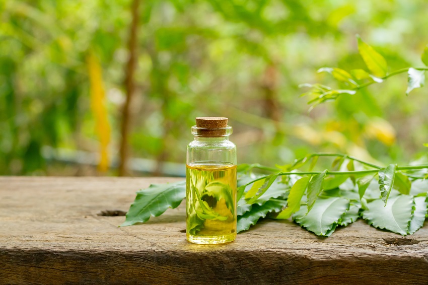 Can You Spray Neem Oil Directly on Plants: Proper Application of Neem Oil