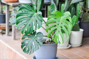 How Long Should I Leave My Monstera in the Sun