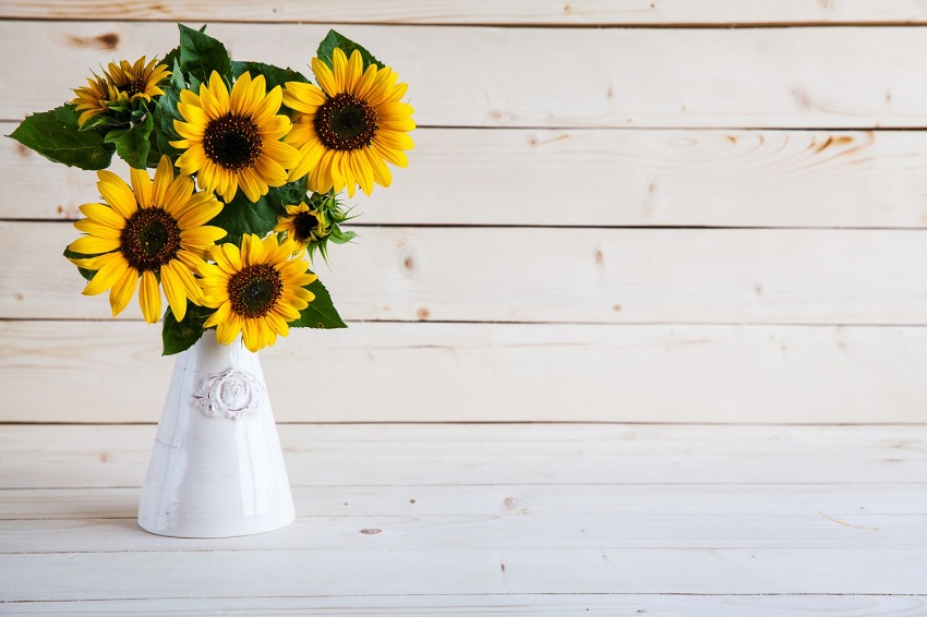 how to plant sunflower seeds indoors: Caring for Your Sunflower Seedlings