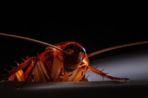 Do Cockroaches Hate Clove Oil