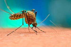 What are the five ways to control mosquitoes