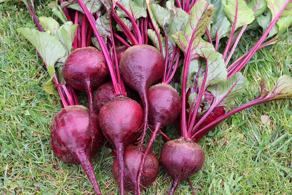 How Long Do Beetroot Seedlings Take to Grow?