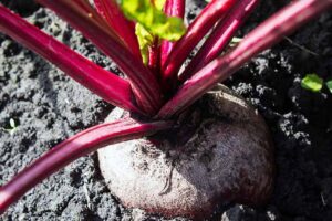 How Long Do Beetroot Seedlings Take to Grow?
